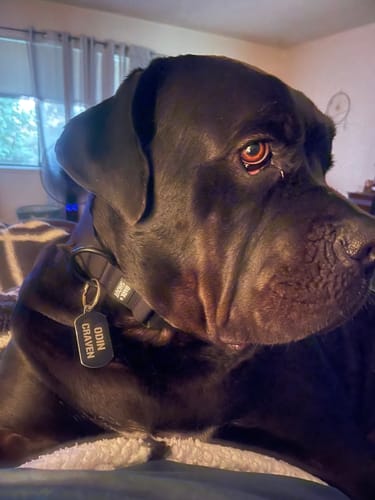 Customer photo review of SPRK-KIT | Collar + Lead + Washbag