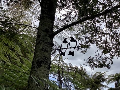 Customer photo review of Kererū Pair
