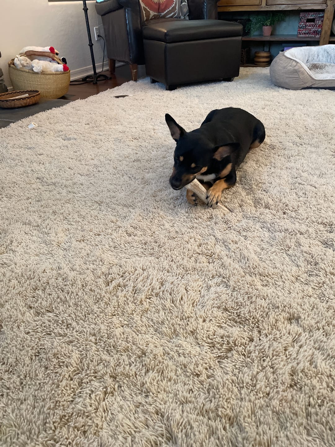 Customer photo review of Large Elk Chew