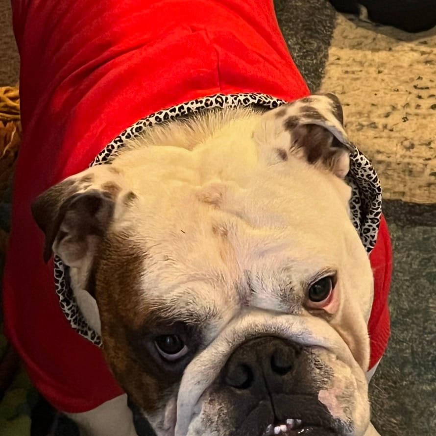 Customer photo review of Hoodie - Henry Bright Red