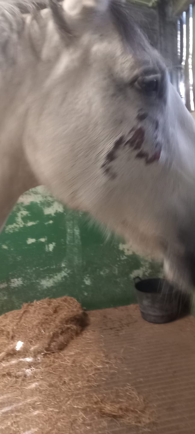 Customer photo review of Horse Skin Rescue Bundle