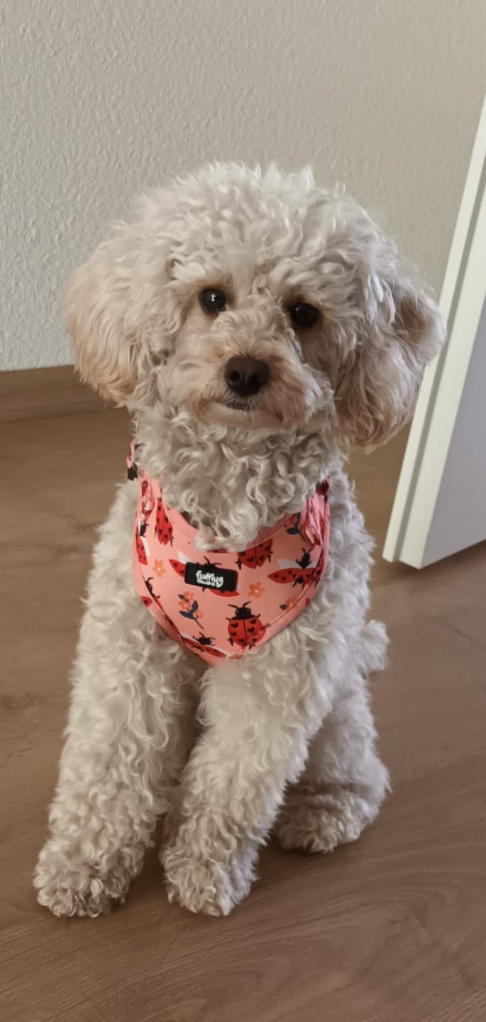 Customer photo review of Adjustable Dog Harness - Snug As A Lady Bug