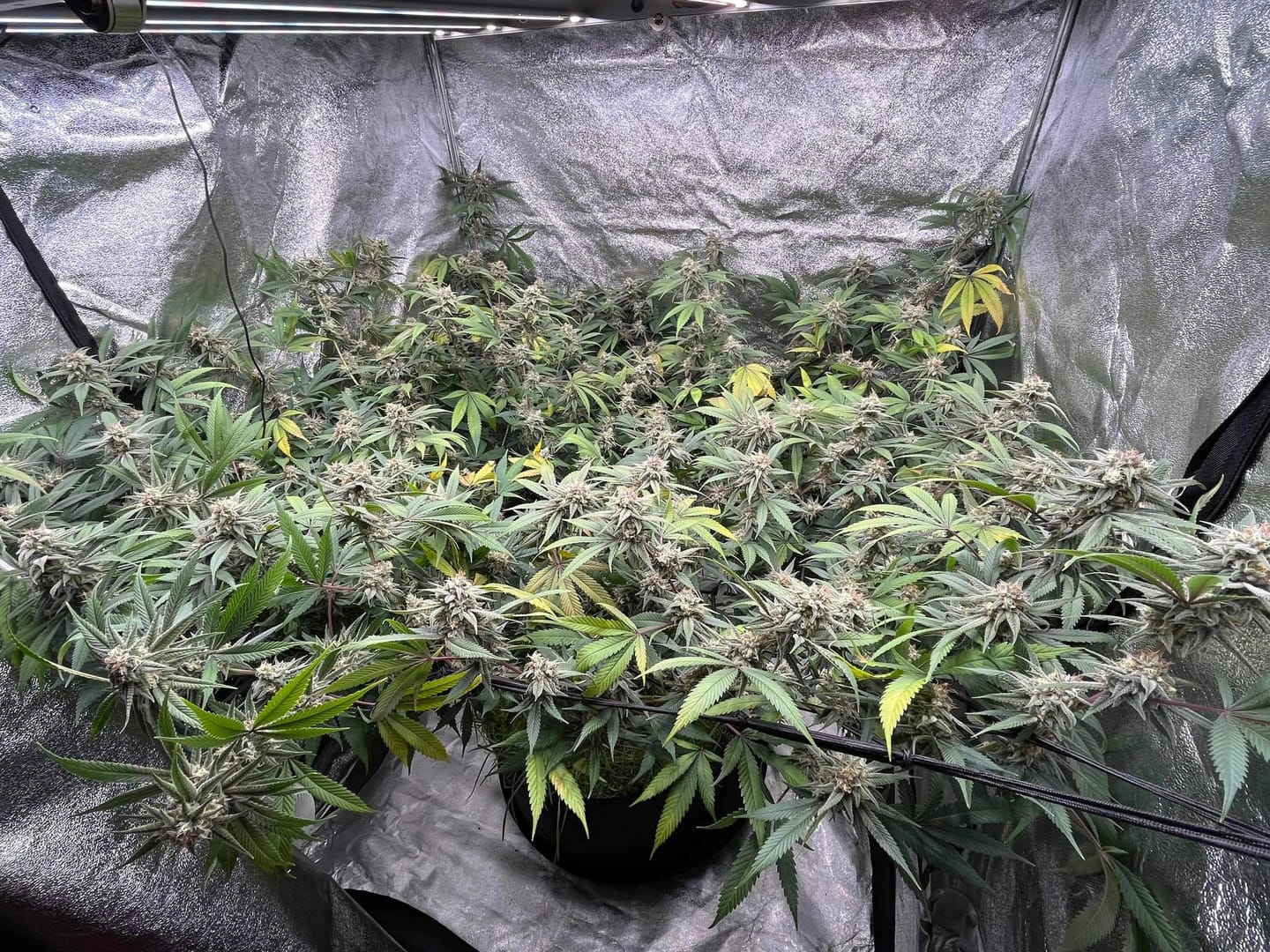 Customer photo review of Greenhouse Flower