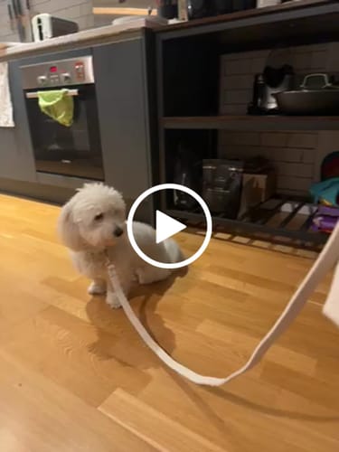 Customer video review of Marshmallow┃Boucle Lead