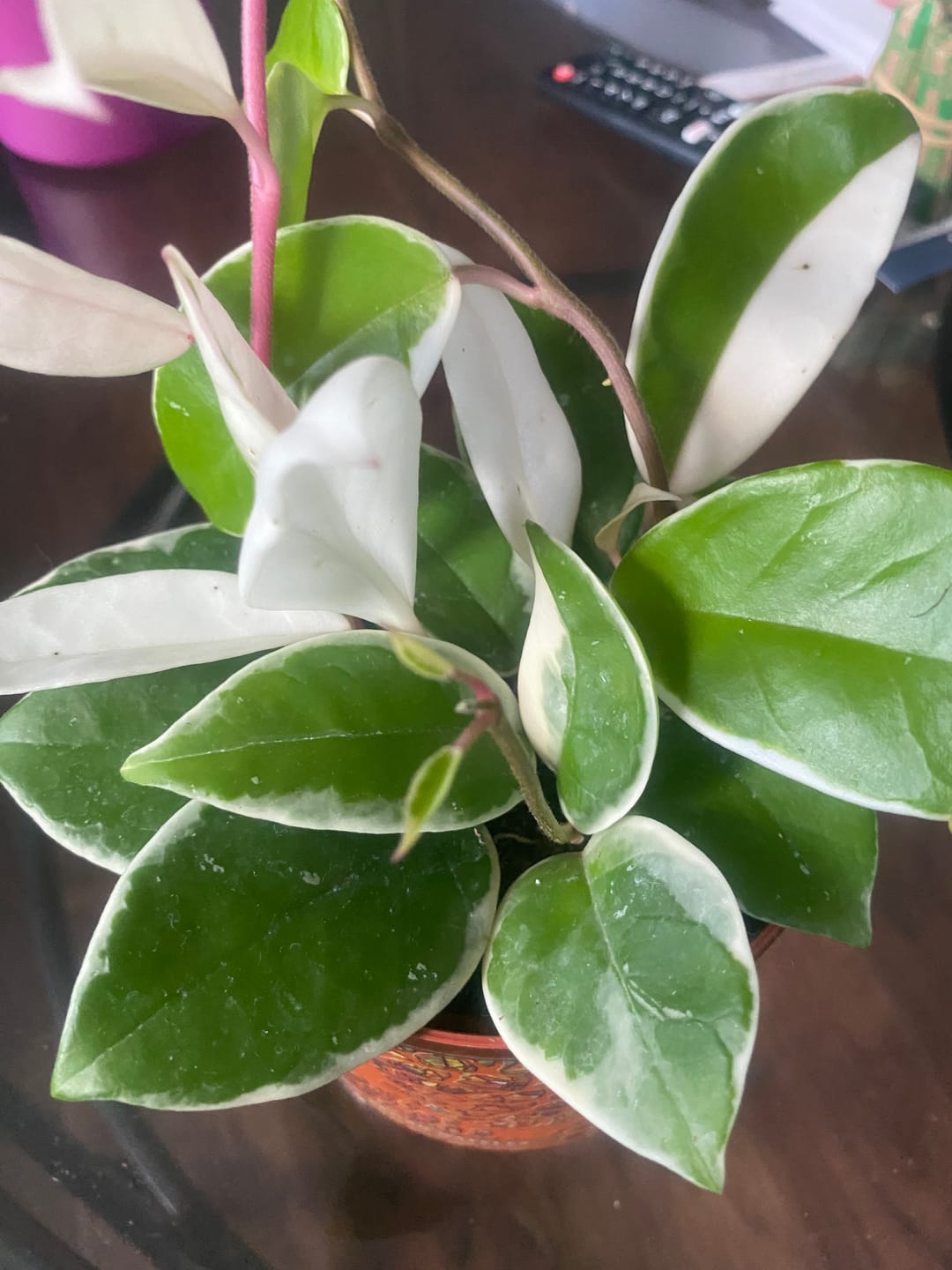 Customer photo review of Hoya carnosa 'Krimson Queen'