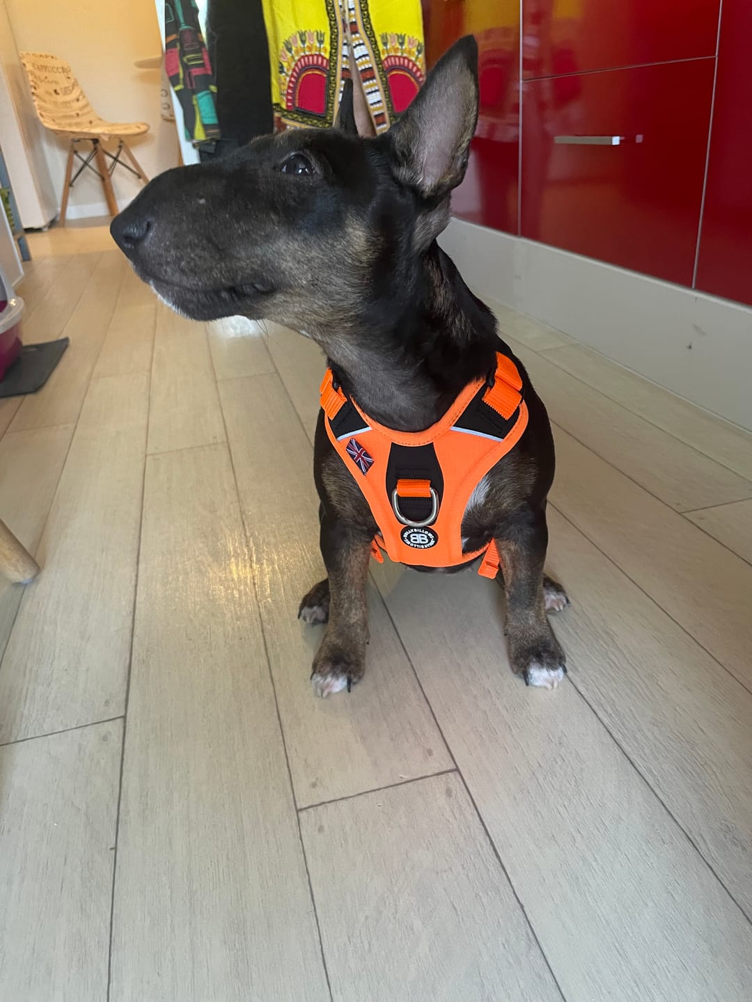 Customer photo review of Hurricane Harness - Non Restrictive, With Handle, Adjustable & Reflective - All Breeds - Orange