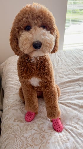 Customer photo review of WagWellies® Mojave