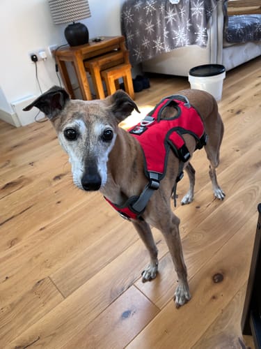 Customer photo review of Sighthound Escape Proof Harness