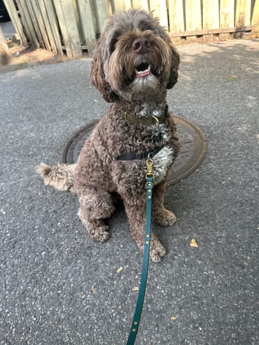 Customer photo review of Biothane Traffic Handle Dog Leash