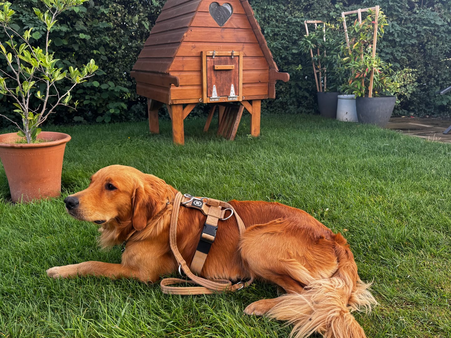 Customer photo review of Double Ended Training Lead | All Breeds - Durable & Soft 2m Lead - Military Tan