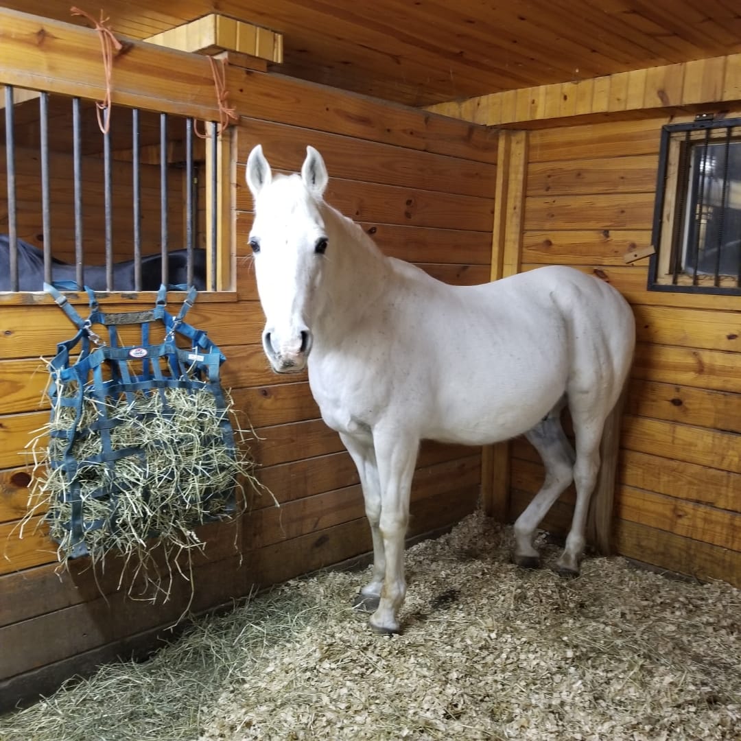 Customer photo review of Aloe Vera Pellets