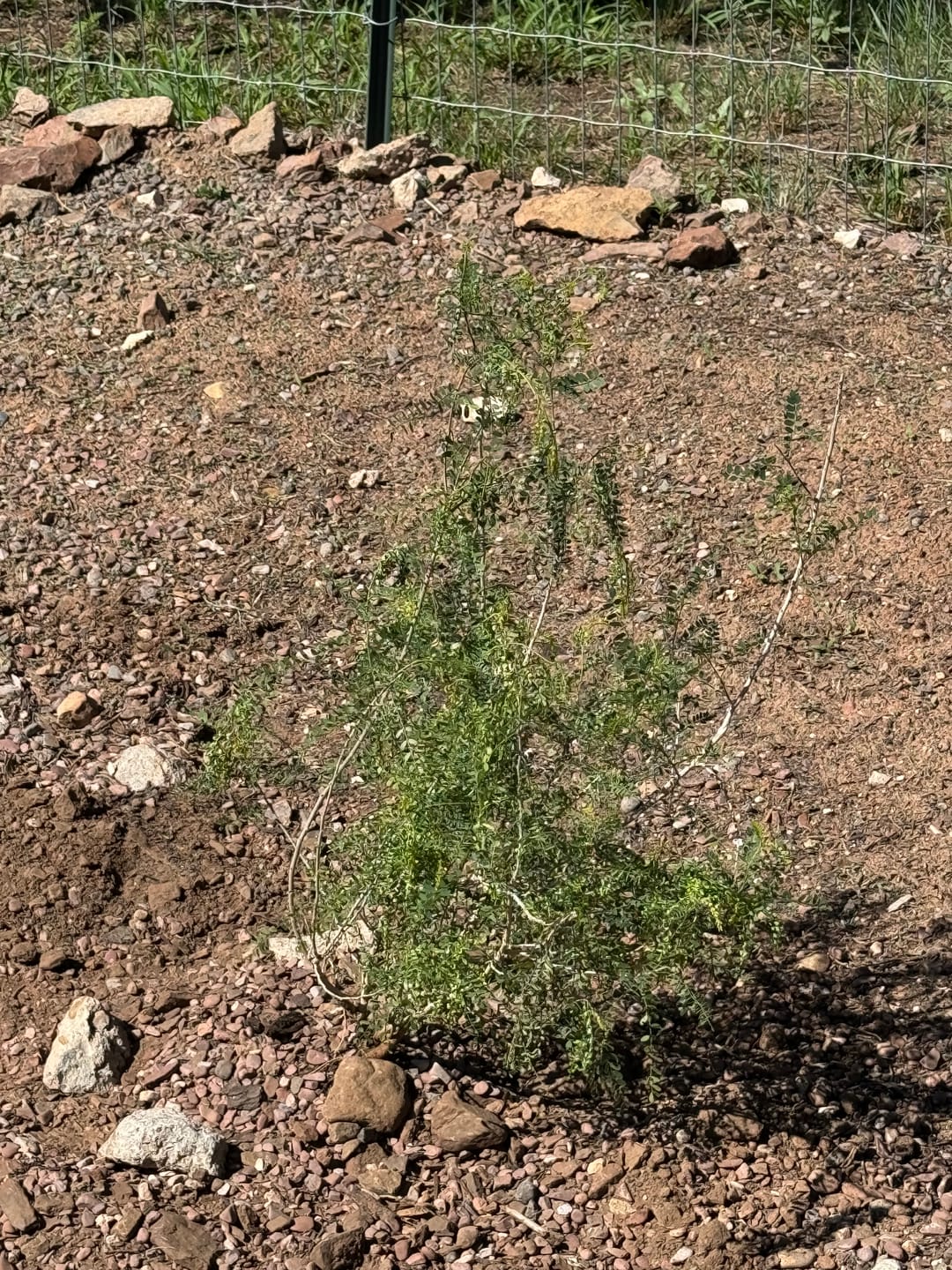 Customer photo review of Texas Kidneywood