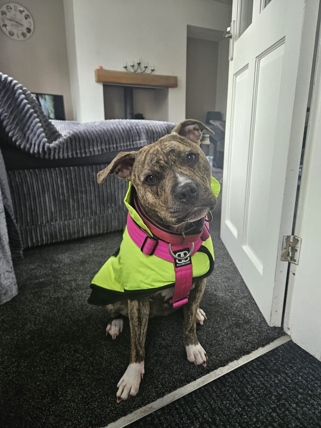 Customer photo review of TRI-Harness® | Anti-Pull, Adjustable & Durable - Dog Trainers Choice - Magenta v2.0
