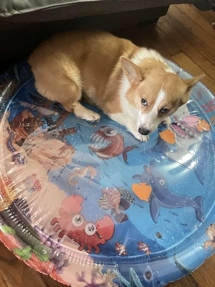 Customer photo review of Upgraded Thickness Pet Cooling Water Bed