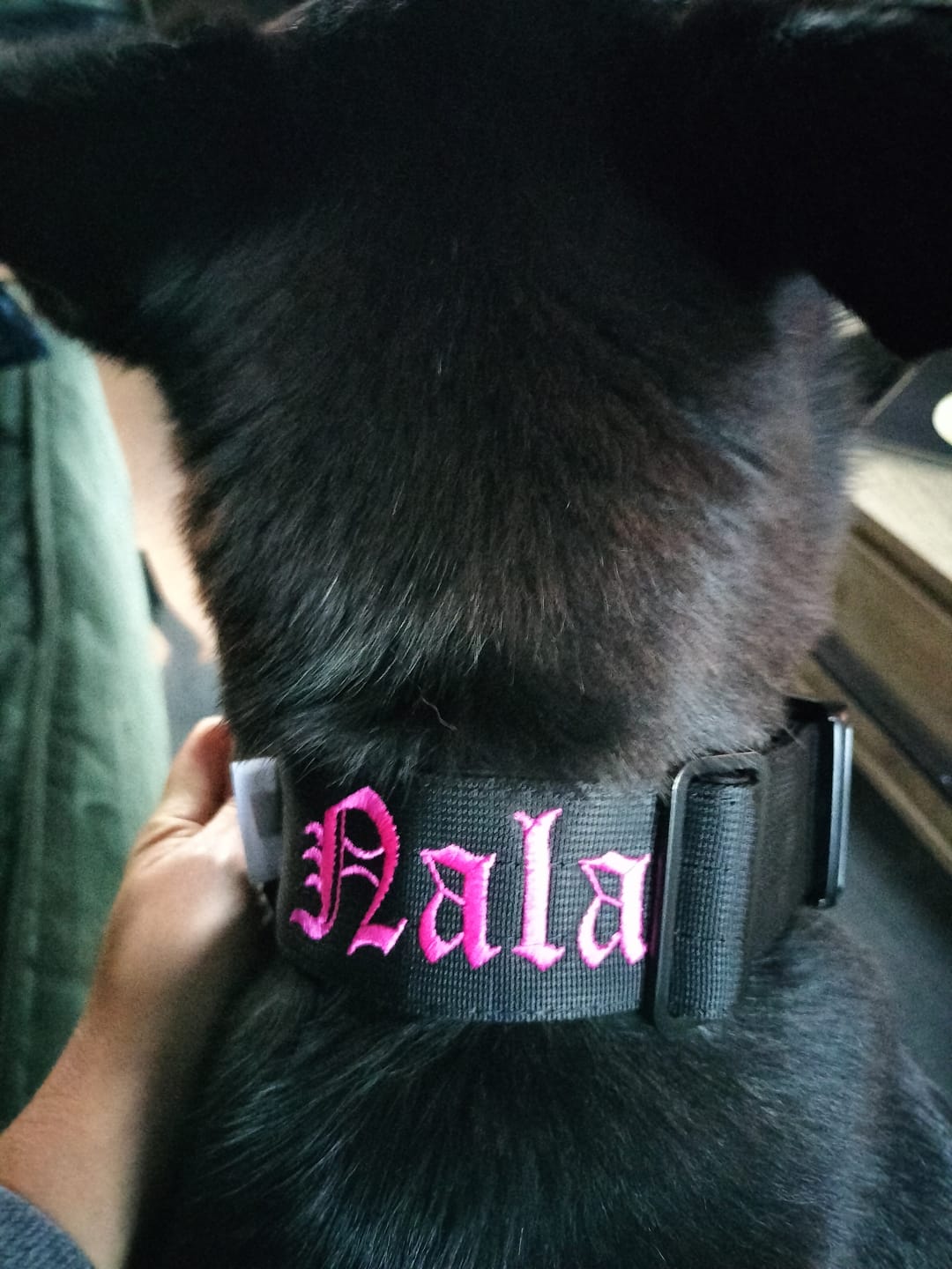 Customer photo review of 5cm Combat® Collar | With Handle & Rated Clip - Black v2.0