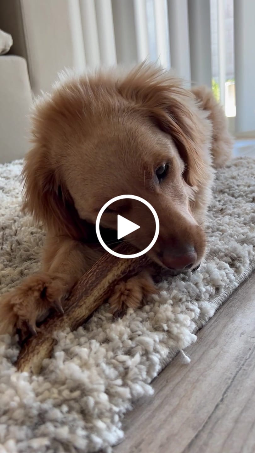 Customer video review of Medium Elk Chew