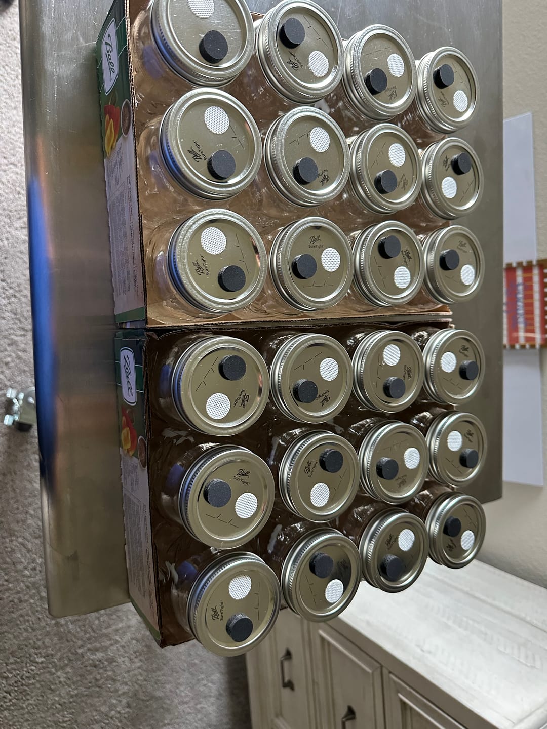 Customer photo review of Adherable Lid Filters For Plant & Mushroom Tissue Culture