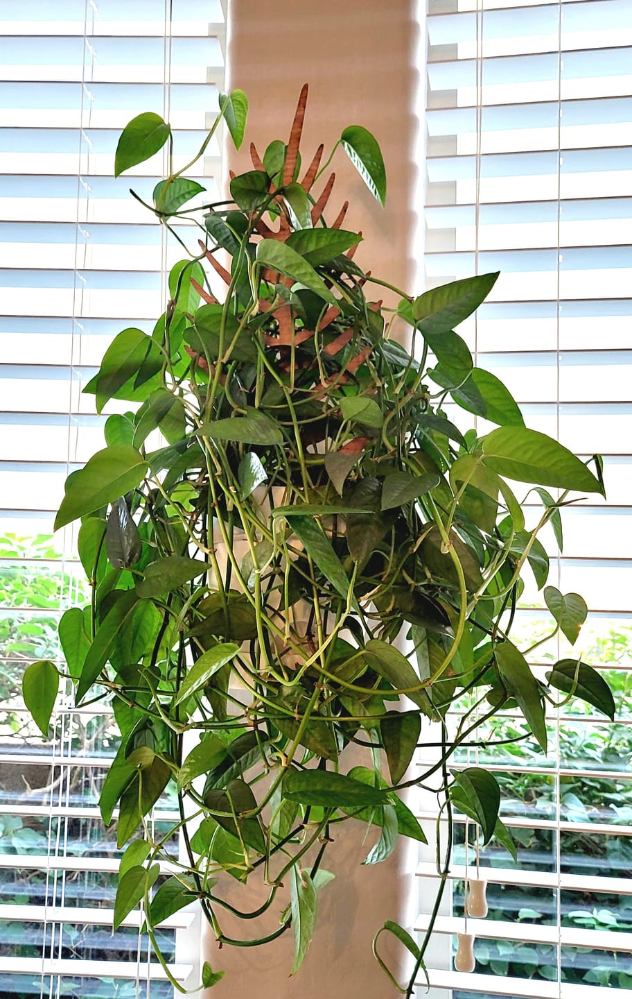 Customer photo review of Palmella - Plant trellis inspired by the Palm Leaf