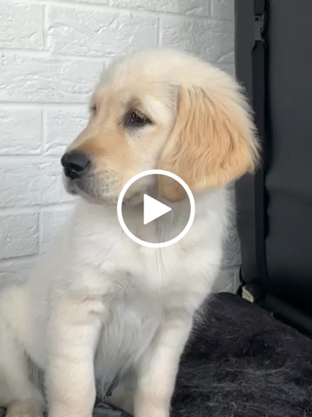 Customer video review of MultiProtein Dry Puppy Food