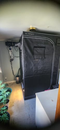 Customer photo review of AC Infinity 4x4 Indoor Grow Tent Kit PRO, 4 Plant Kit