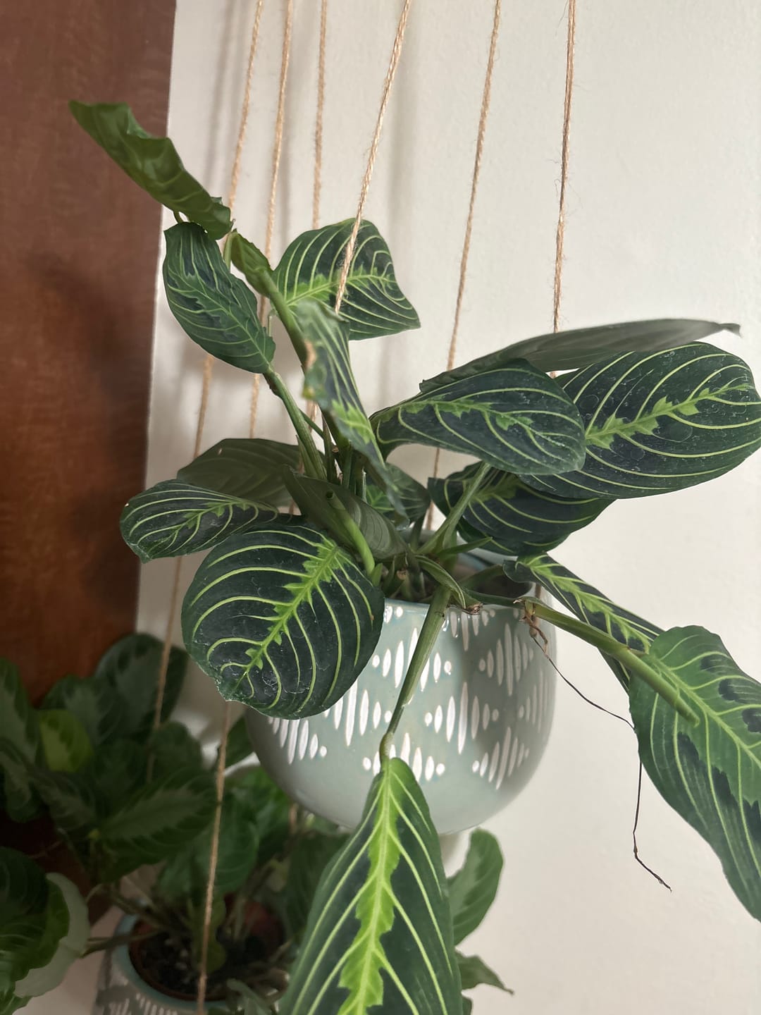 Customer photo review of Maranta leuconeura "Lemon Maranta"