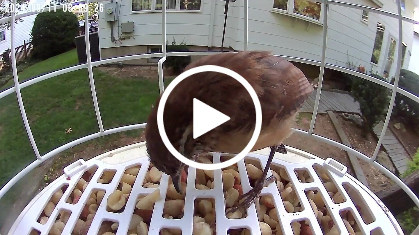 Customer video review of Birdfy Shield