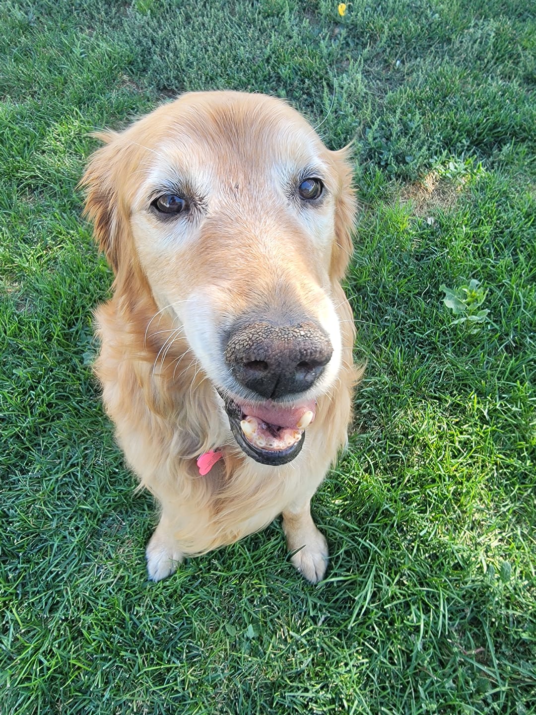 Customer photo review of Breathe Easy for Dogs - Kennel Cough & Respiratory Support Remedy