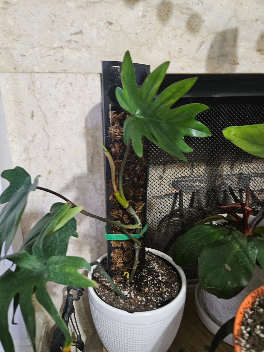 Customer photo review of Philodendron mayoi