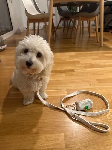 Customer photo review of Marshmallow┃Boucle Poop Bag Holder