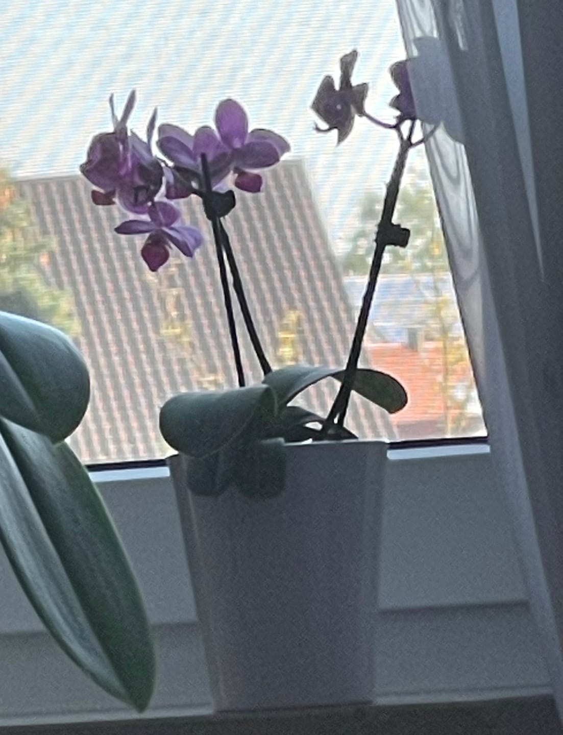 Customer photo review of Table Dance Aliyah Spots mit lila-rosa gefleckten Blüten mit 2+ Stielen