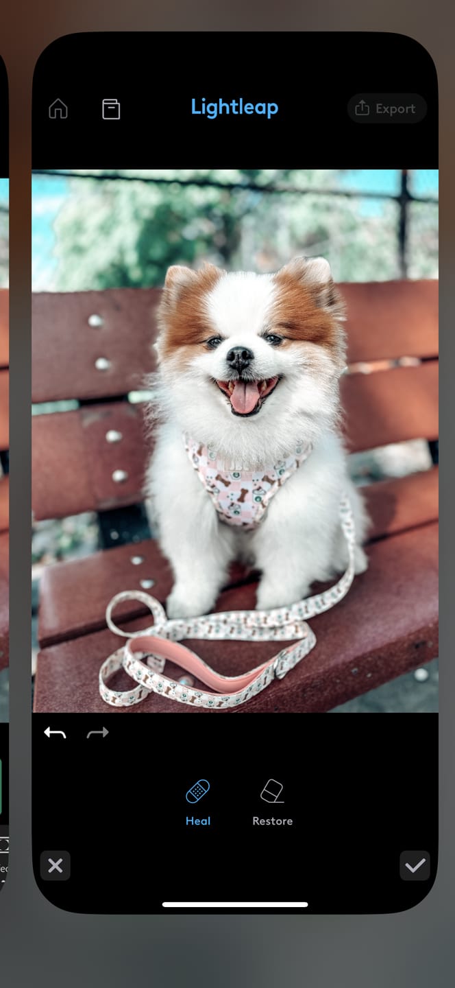 Customer photo review of Puppuccino Please Adjustable Harness