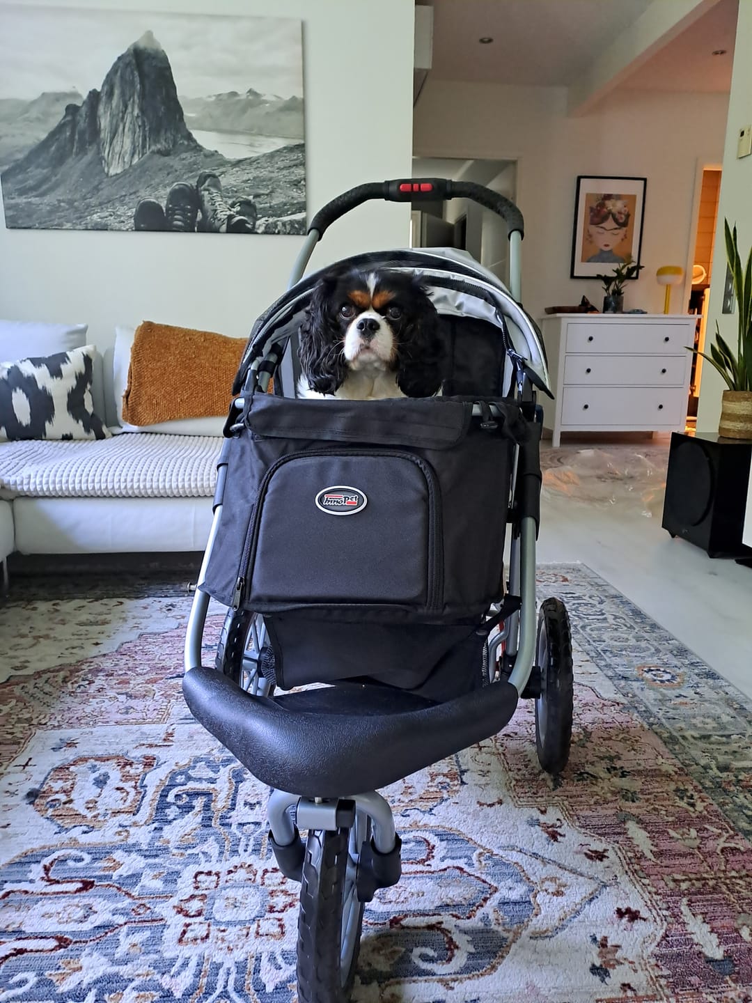 Customer photo review of Comfort EFA ECO lemmikkirattaat