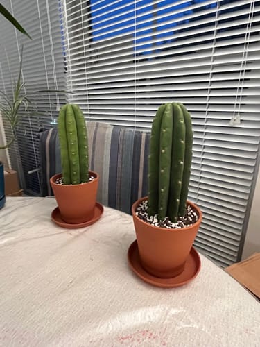Customer photo review of San Pedro Cactus Cuttings | Echinopsis (Trichocereus) pachanoi Cuttings