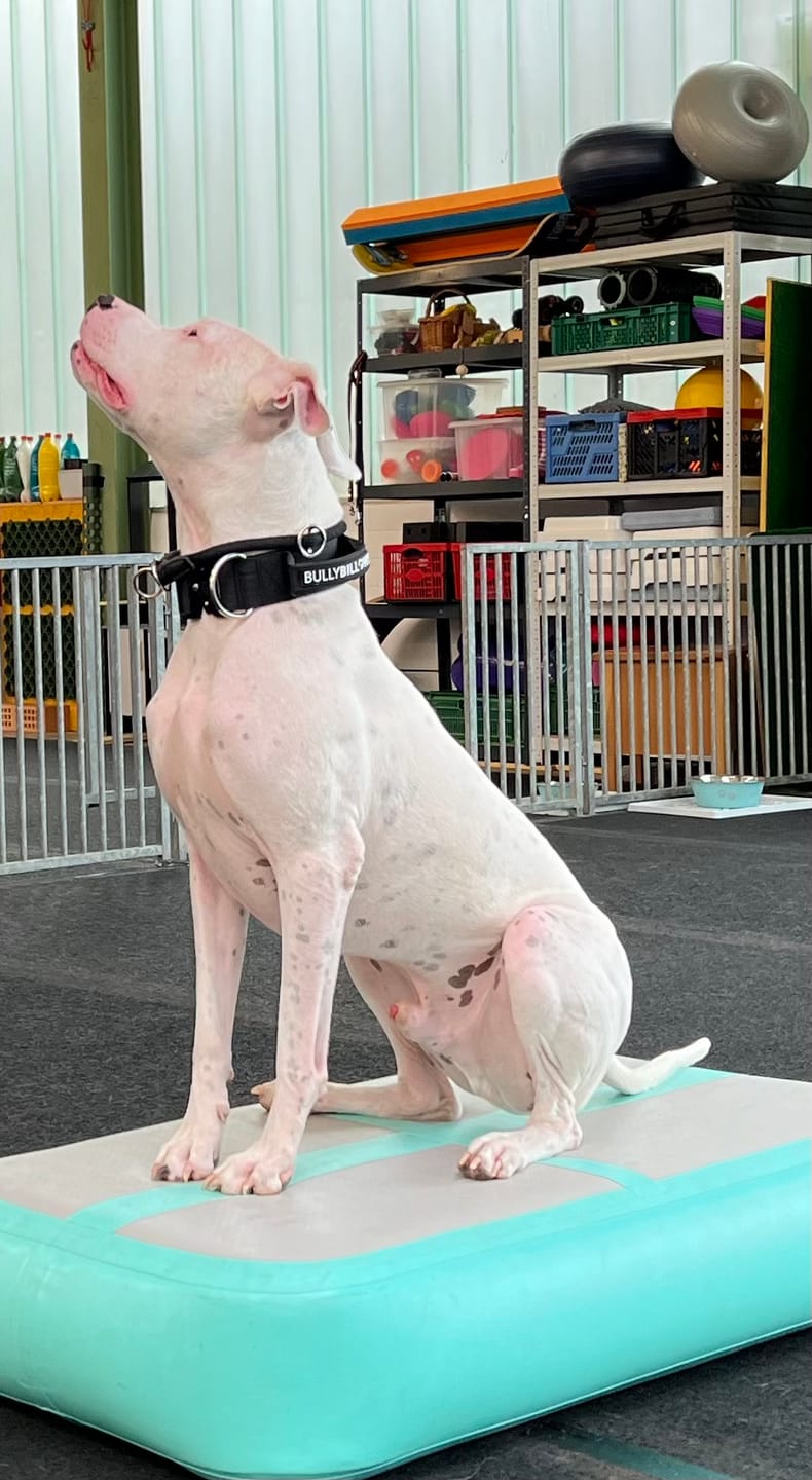 Customer photo review of 5cm Combat® Collar | With Handle & Rated Clip - Black v2.0