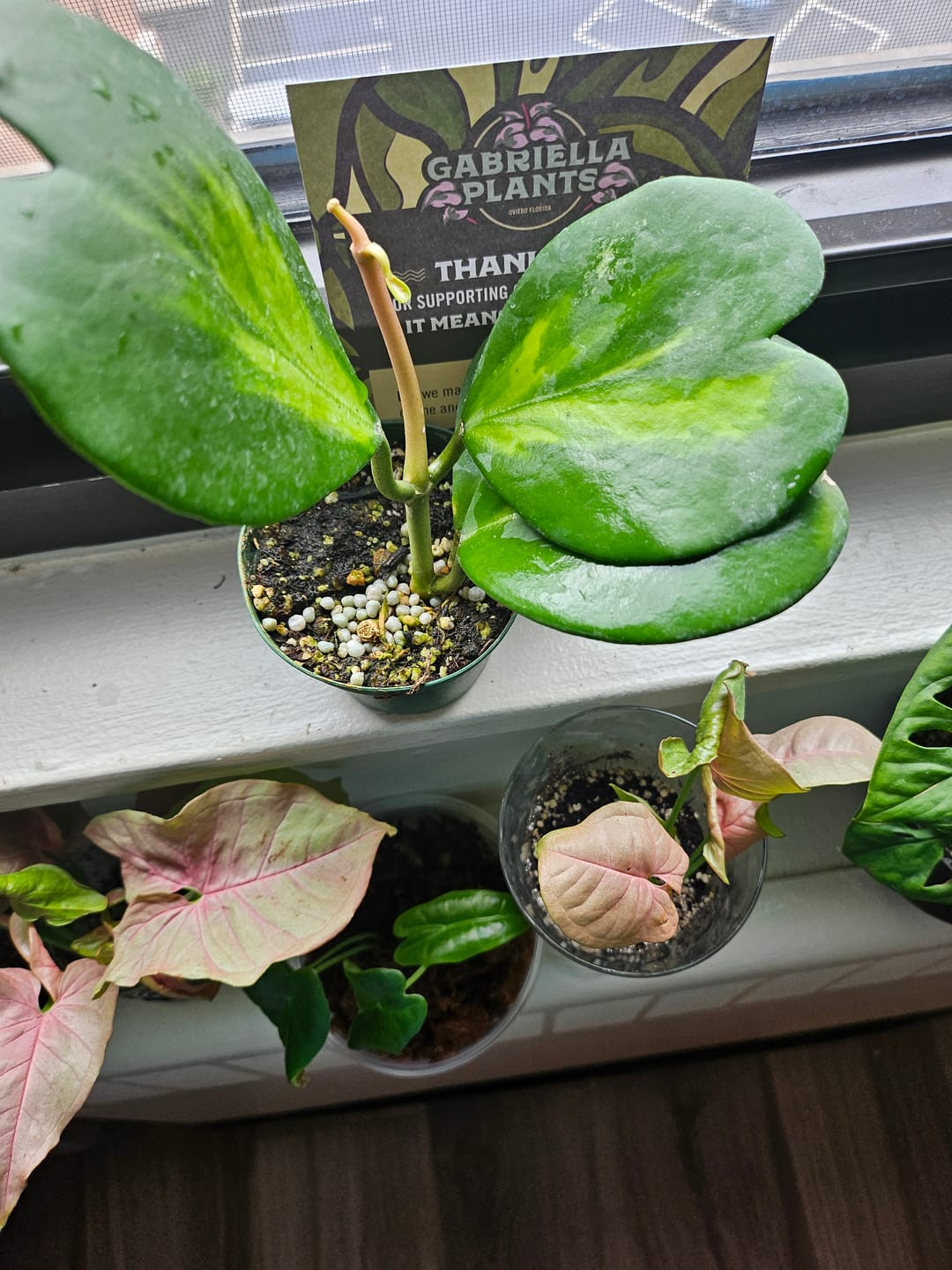 Customer photo review of Hoya kerrii