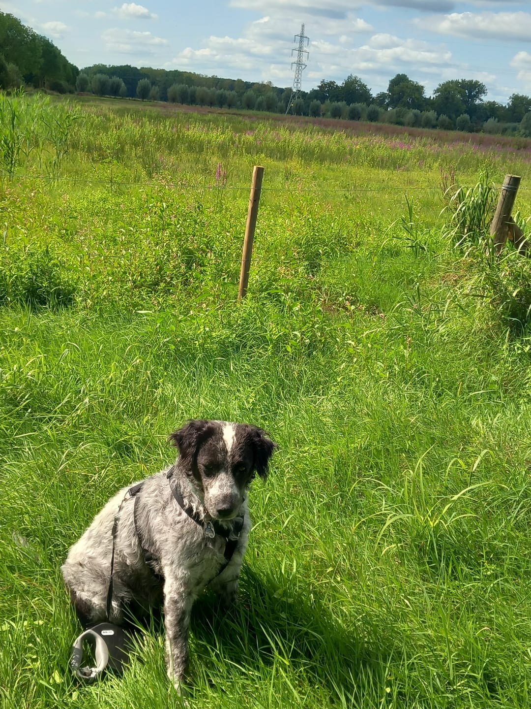 Customer photo review of Allergietest - Tierische Proteine Hund