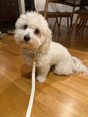 Customer photo review of Marshmallow┃Boucle Collar