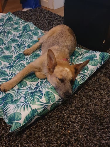 Customer photo review of PaWz Dog Summer Cooling Mat