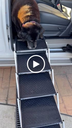 Customer video review of PaWz Foldable Aluminum Pet Steps