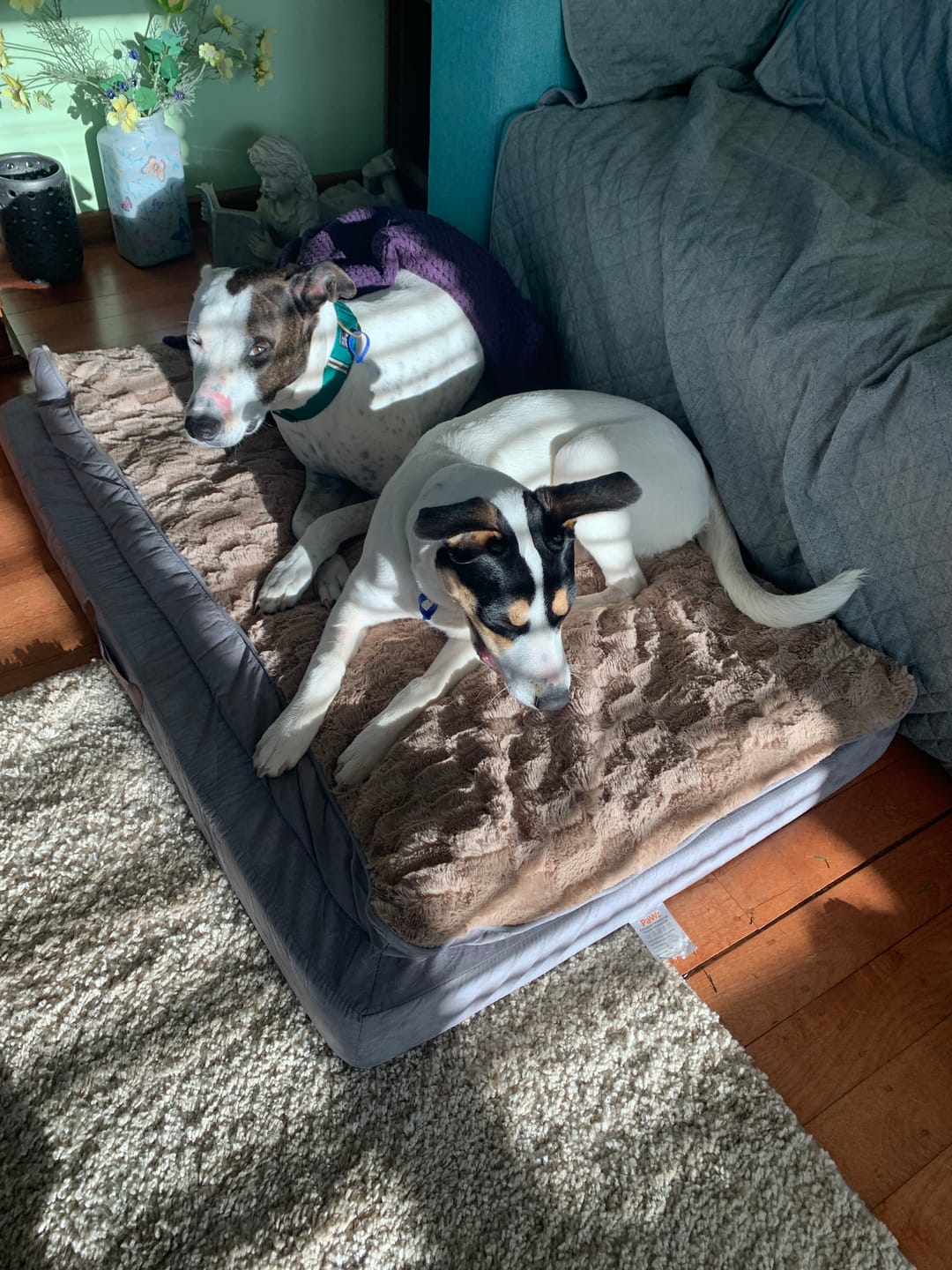 Customer photo review of Pawz Dog Memory Foam Mattress
