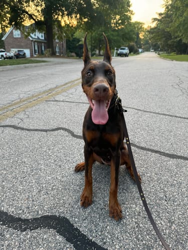 Customer photo review of Hands-Free Leash Adapter