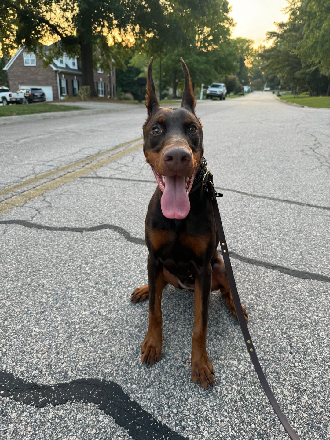 Customer photo review of Hands-Free Leash Adapter
