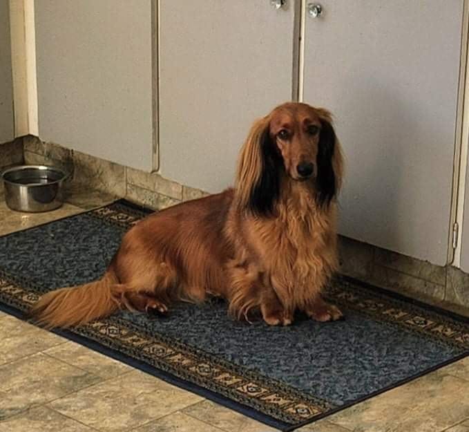 Customer photo review of Pet Seat Belt