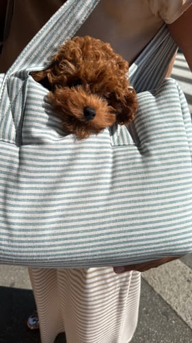 Customer photo review of Trasportino Cotone Urban Righe Azzurro