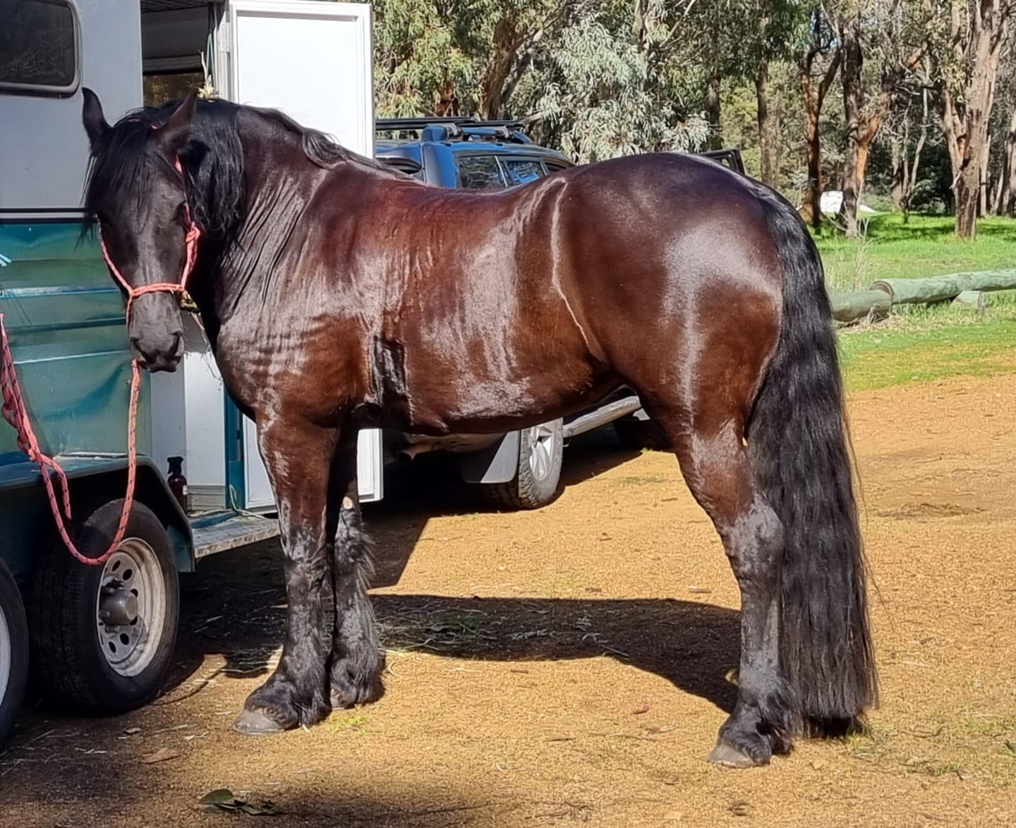 Customer photo review of Queen's Brush - Royal Mane & Tail Brush