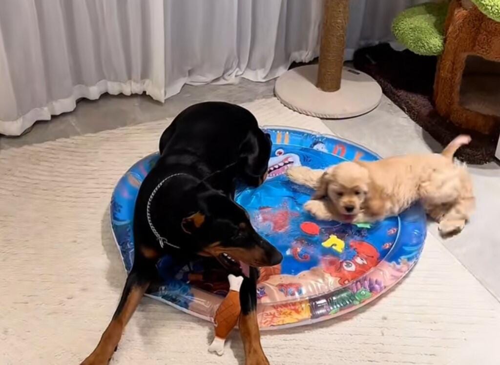 Customer photo review of Upgraded Thickness Pet Cooling Water Bed