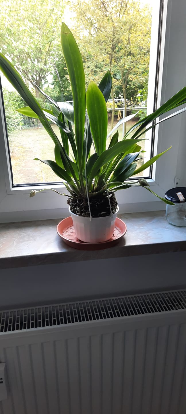 Customer photo review of Cochleanthes im Ampeltopf in versch. Farben