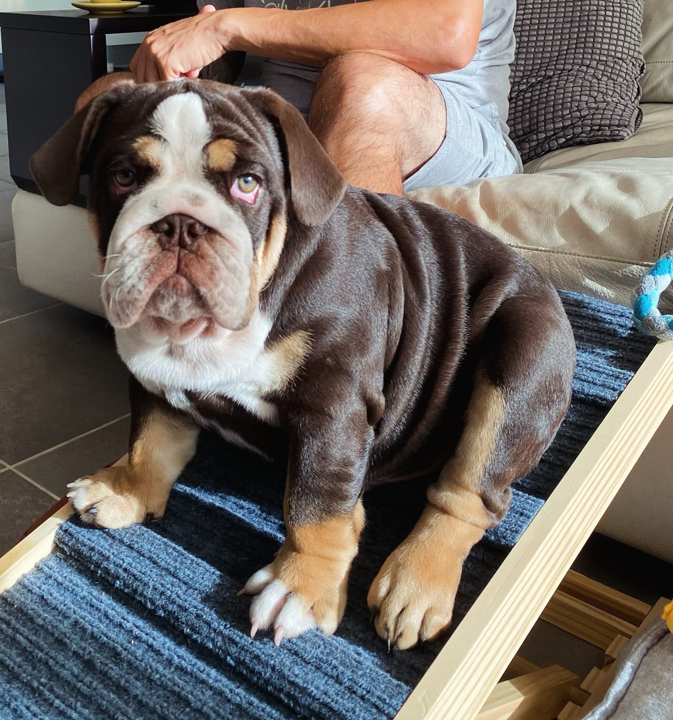 Customer photo review of Pawz Premium Wood Adjustable Height Pet Ramp Stair