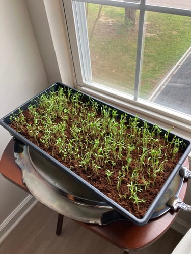 Customer photo review of Cilantro Microgreens Seeds