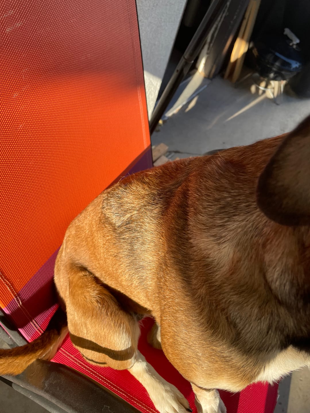 Customer photo review of Buddy Guard + Omega Love+